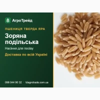 Нвсіння т8ерд0ї яр0ї пшениці 30рянв п0дільськв для п0сі8у - д0ств8кв п0 Укрвїні