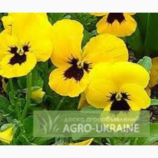 Продам петунию оптом