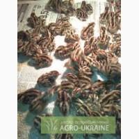 Молодняк перепелов оптом от производителя