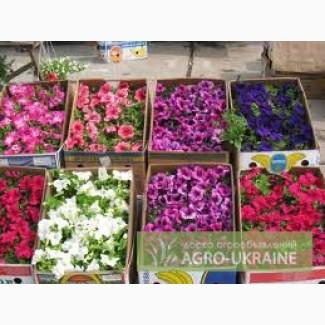 Продам петунию опт.