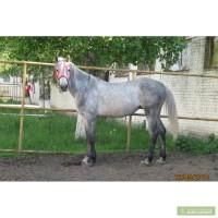 Лошадь хобби класса