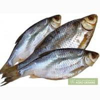 Продам тарань вяленую оптом!