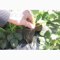 Продам саженцы клубники в кассетах