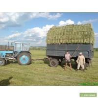 Сено Люцерна Крым