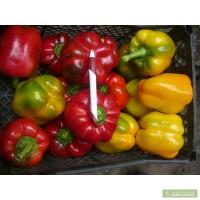 Продам перец кубический,ратунда, белазерка