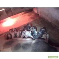 Породаються поросята породи Пьетрен