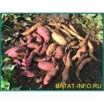Сладкий картофель батат