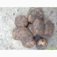 Продам Картофель Курас оптом, Джанкойский район,