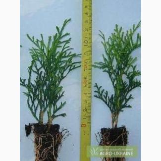 Туя Смарагд (Thuja occidentalis Smaragd)