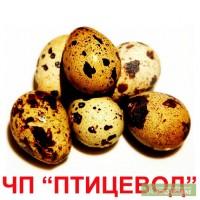 Инкубационные яйца перепелов