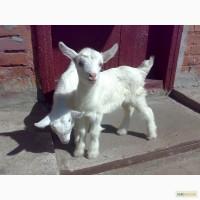Продам СРОЧНО !Двух козликов Полтавской породы в Богодуховском районе