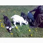 Продам СРОЧНО !Двух козликов Полтавской породы в Богодуховском районе