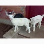 Продам СРОЧНО !Двух козликов Полтавской породы в Богодуховском районе