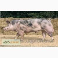 Продам племенное хряки