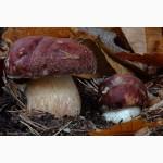 Мицелий белых грибов зерновой первичный с гарантией всхожести