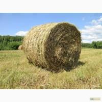 Продам тюки з соломи
