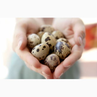 Яйца перепелиные инкубационные Техасец, Фараон