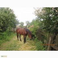 Продам кобилу 3, 5 роки