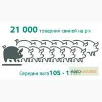 Свинина, говядина