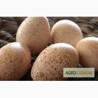 Продам яйце інкубаційне індиче