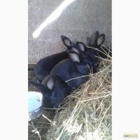 Продам кроленят Полтавське срібло