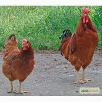 Продажа взрослых кур высокопродуктивных пород