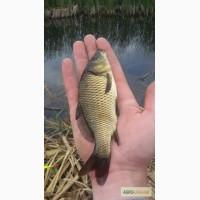 Продам зарыбок карпа