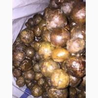 Продам прополис 5 кг