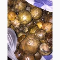 Продам прополис 5 кг