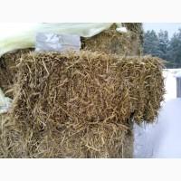 Продам солому пшеничну в тюках