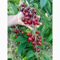 Продам саженцы черешни 1--2х летки 1, 7- 2м