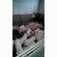 Продам поросят 20-25кг
