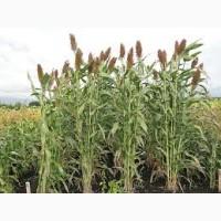 Сорго сахарное СС506