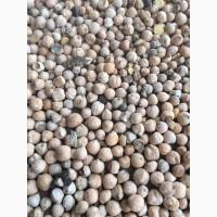 Продам нут (сорт Пам#039;ять)