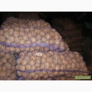 Семенной картофель 1-й репродукции