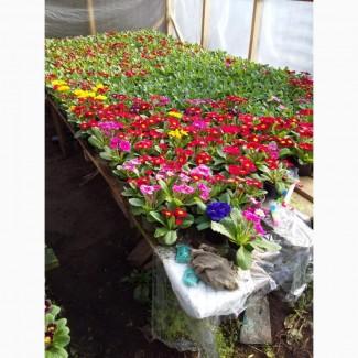 Продам квіти примулу