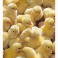Продам добові курчата, бройлери, каченята оптом та в роздріб