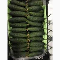 Огурец свежий