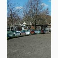 Продам бджолопакети, порода Карпатка