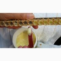 Маточное молочко-эликсир здоровья и долголетия