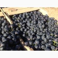 Продам виноград Молдова, Комета, Мускат Италия, Зарево. И технические сорта