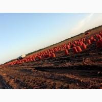 Продам лук репчатый сухой