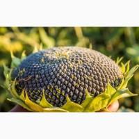 Насіння соняшника ОСМАН і АЛЬВАРЕЗ під євро-лайтнінг