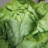 FRESH SALAT - салат от производителя