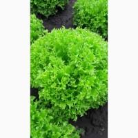 FRESH SALAT - салат от производителя