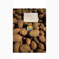 Продам товарный картофель