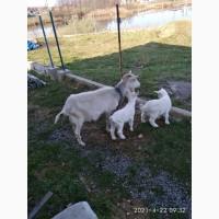 Продам козу с козлятами