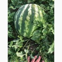 Продам арбуз сорт Продюсер, Маракеш, Каристан