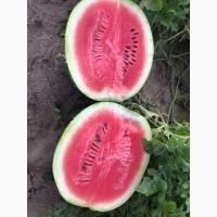 Продам арбуз сорт Продюсер, Маракеш, Каристан