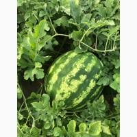 Продам арбуз сорт Продюсер, Маракеш, Каристан
